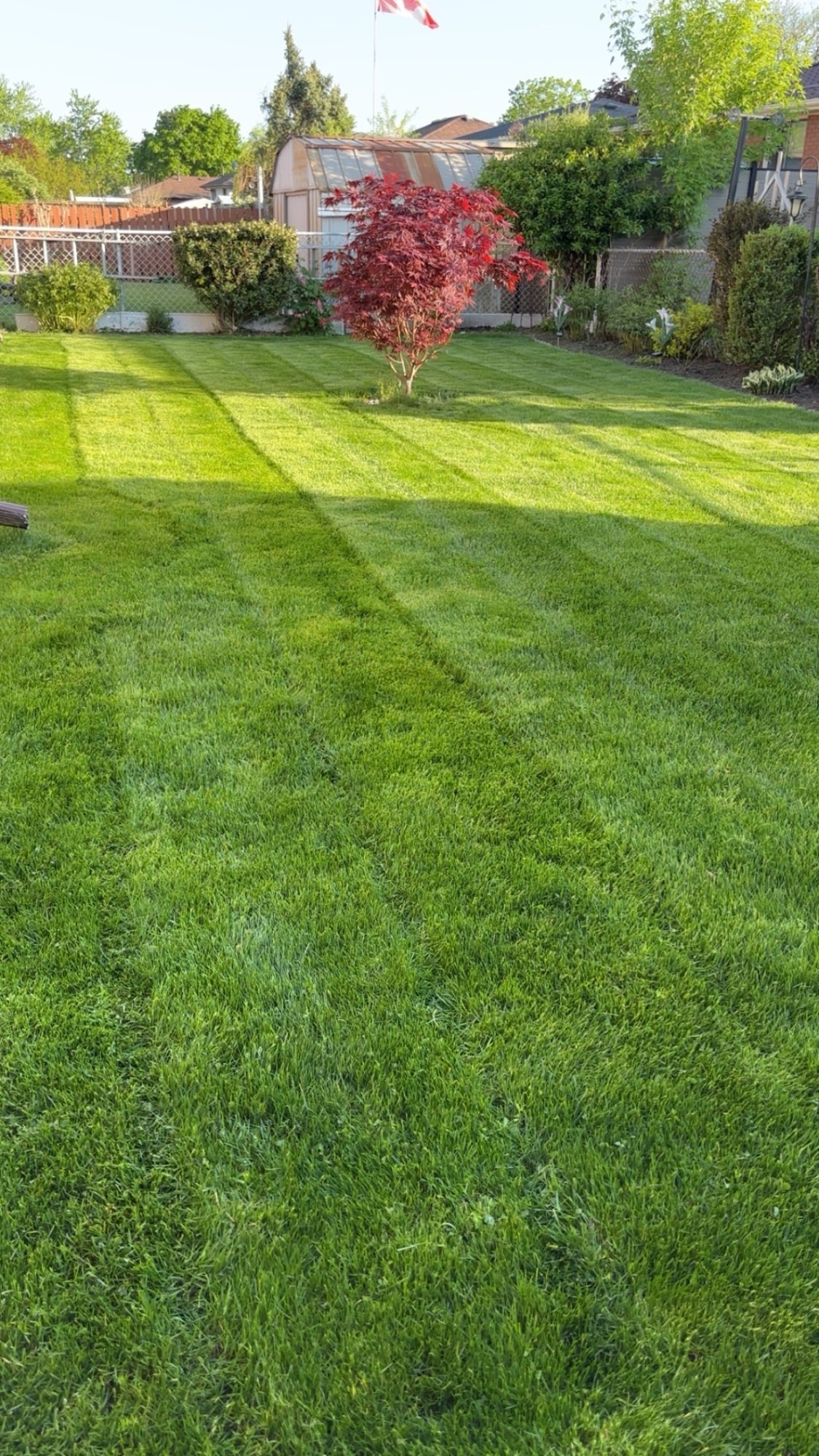 Sod installation service in Brantford showing freshly laid grass with beautiful Japanese maple tree