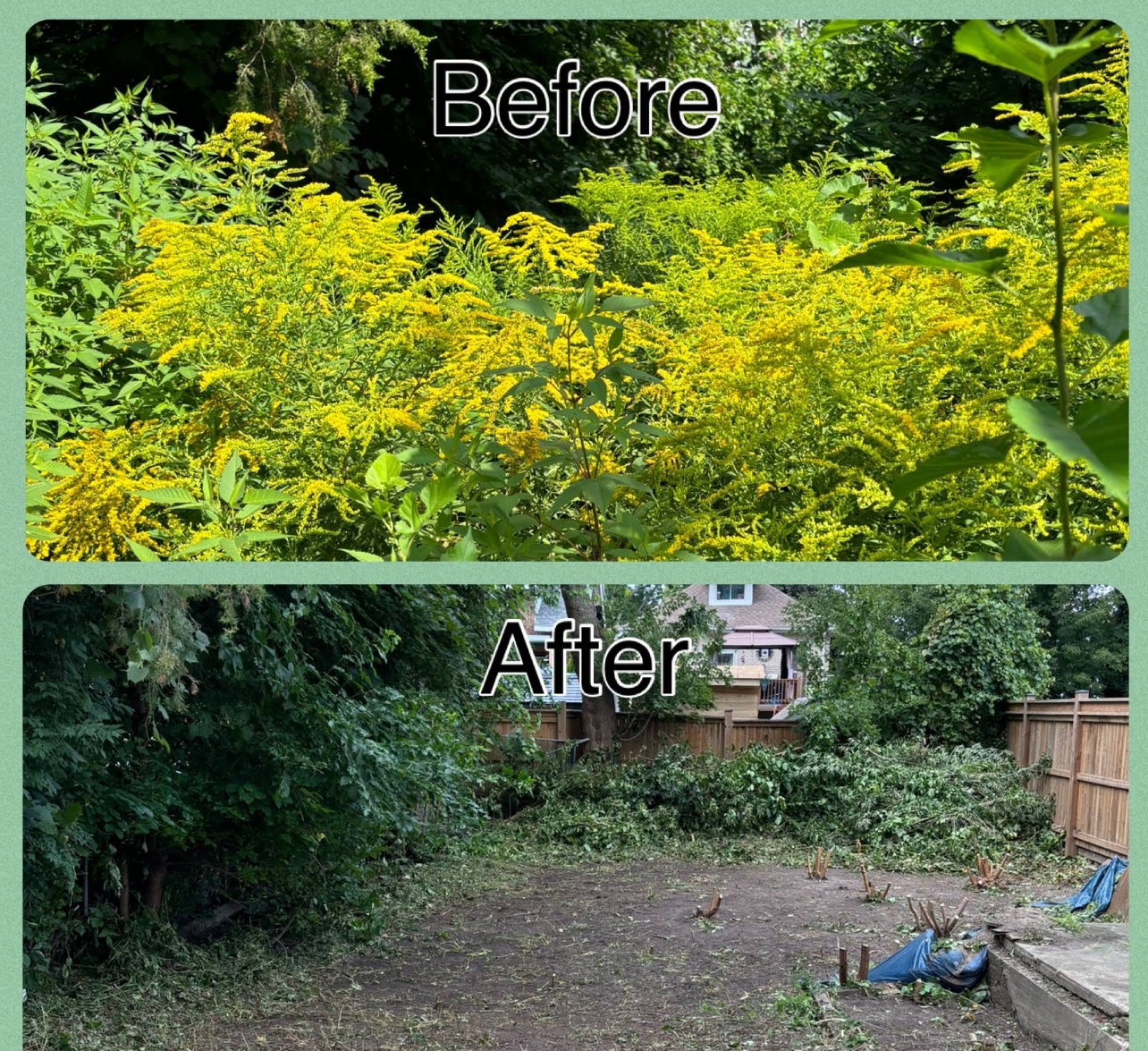 Before and after yard cleanup service in Brantford removing overgrown weeds